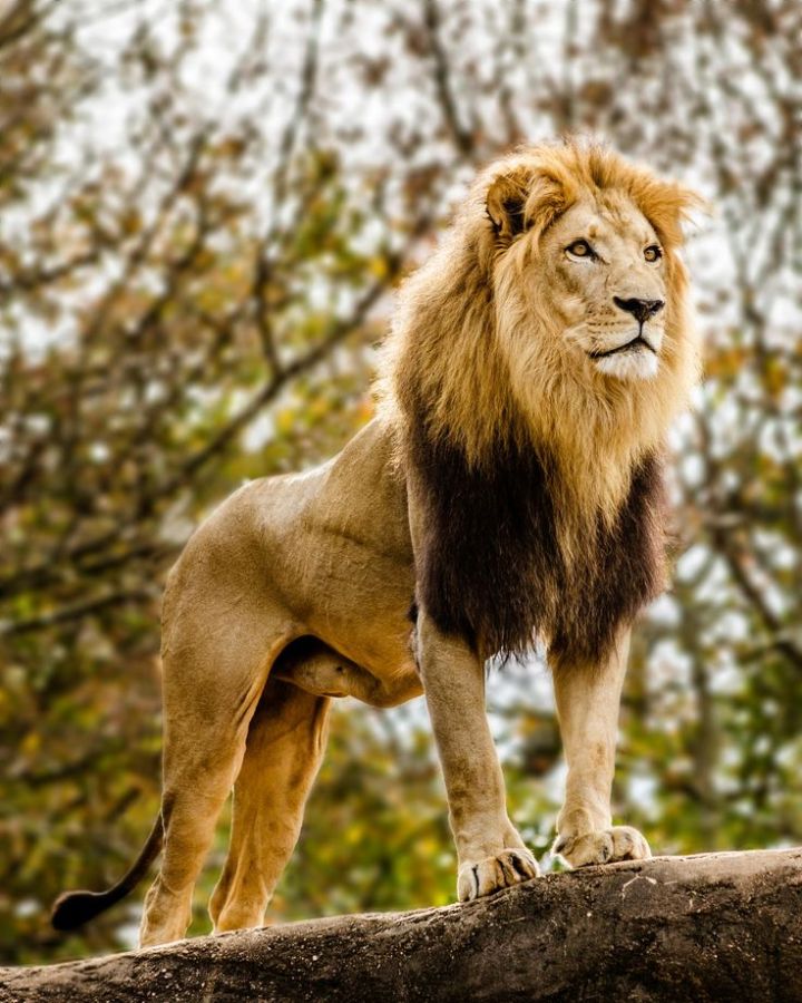e619a4eb8af0a0bef8e9316c4bbe5f61--the-lion-king-a-lion